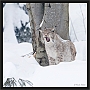 lynx_MG_7698