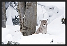 lynx_MG_7710