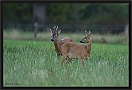 ree_MG_1680