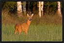 ree_MG_2172