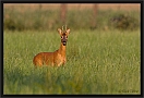 ree_MG_2282