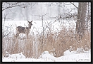 ree_MG_7089