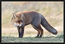 vos_MG_7744