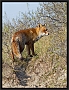 vos_MG_7868