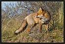 vos_MG_7887