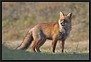 vos_MG_8011