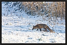 vos_MG_8372