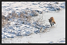 vos_MG_8470