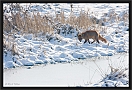 vos_MG_8488