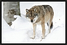wolf_MG_6802
