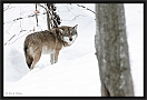 wolf_MG_6808