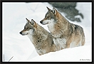 wolf_MG_7387