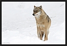 wolf_MG_7415