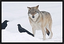 wolf_MG_7418