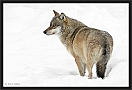 wolf_MG_7421