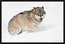 wolf_MG_7444