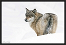 wolf_MG_7491