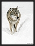 wolf_MG_7509