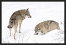 wolf_MG_7532
