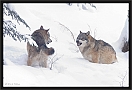 wolf_MG_7579