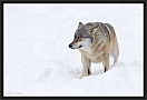 wolf_MG_7601