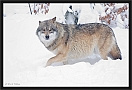 wolf_MG_7610