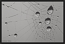 waterweb