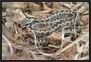 adder_MG_5762
