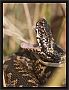 adder_MG_8421