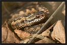 adder_MG_8464