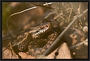 adder_MG_8469