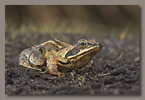 Reptiles & Amphibians