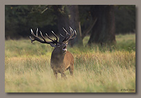 Mammals