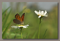 Insects